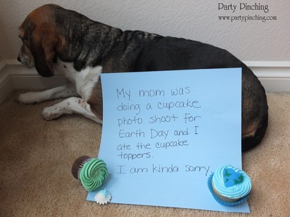 Earth Day Cupcakes, beagle eats cupcake