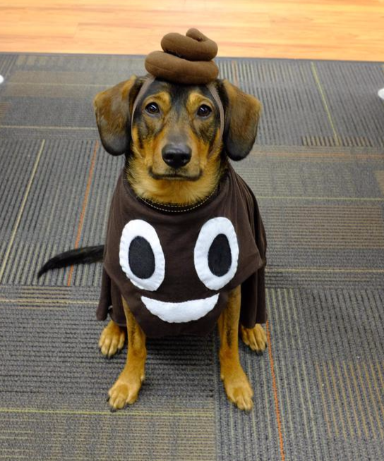 Diy Dog Costumes For Kids