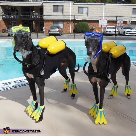 scuba dogs, cute DIY Halloween costumes for pets